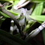 Scaphyglottis boliviensis Corteza