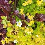Saxifraga hypnoides Fula