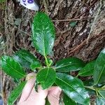 Ficus pertusa Blad