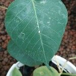 Ficus religiosa Folha