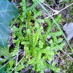 Selaginella denticulata List