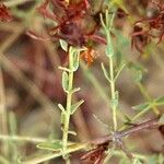 Hypericum triquetrifolium Leaf