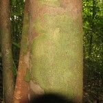 Protium aracouchini Кора