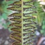 Polystichum lonchitis Fiore