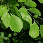 Dalbergia latifolia 葉