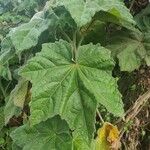 Pavonia urens Hoja