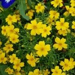 Tagetes tenuifolia花