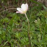 Anemone baldensis Escorça