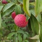 Cornus capitata Fruto