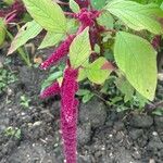Amaranthus caudatus Blüte