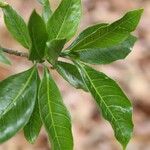 Voacanga africana Blad
