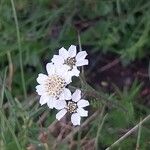 Achillea atrata Kvet