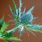 Eryngium alpinum Квітка