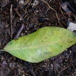 Irvingia excelsa Leaf
