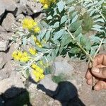 Acacia podalyriifolia Otro