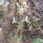 Reseda phyteuma Цветок