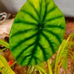 Alocasia clypeolata Hoja