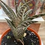 Aloe variegata Φύλλο