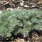 Artemisia schmidtiana Blad