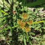 Cyperus difformis Fula