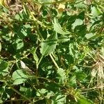 Rumex roseus Leaf