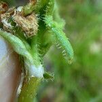 Campanula speciosa Blatt