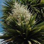 Cordyline australis Květ