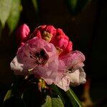 Rhododendron pachytrichum Λουλούδι