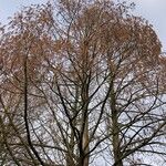 Metasequoia glyptostroboides ശീലം