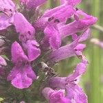 Stachys officinalis Квітка