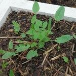 Rumex acetosa برگ