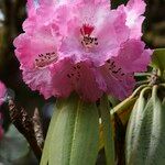 Rhododendron × geraldii Flower