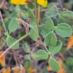 Rhynchosia minima Leaf