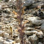 Orobanche rosmarina Habitus