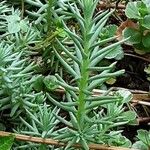 Petrosedum forsterianum Hoja