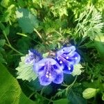 Phacelia campanularia Flower