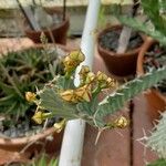 Euphorbia buruana ഫലം