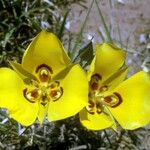 Calochortus aureus Blüte