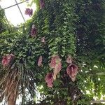 Aristolochia gigantea Fiore