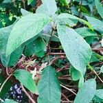 Hydrangea strigosa Leaf