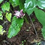 Curcuma pseudomontana Habit