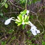 Oxera neriifolia Квітка