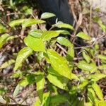 Clematis crispa Blatt