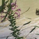 Cleome spinosaКвітка