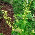 Ocimum carnosum Blüte
