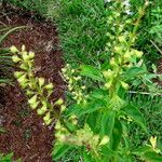 Ocimum carnosum ফুল