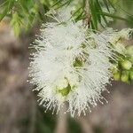 Melaleuca alternifolia Çiçek
