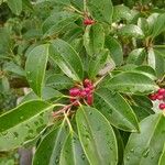 Ilex rotunda Fruit