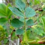 Rosa dumalis Leaf