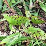 Emilia coccinea Leaf